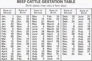 Cattle Pregnancy Chart